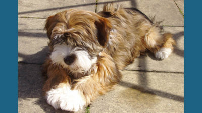 Tibetan Terrier 3