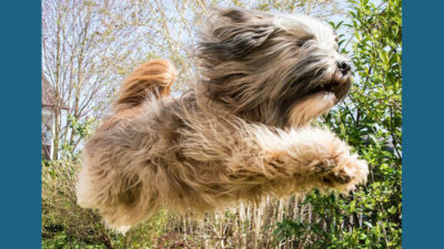 Tibetan Terrier 4