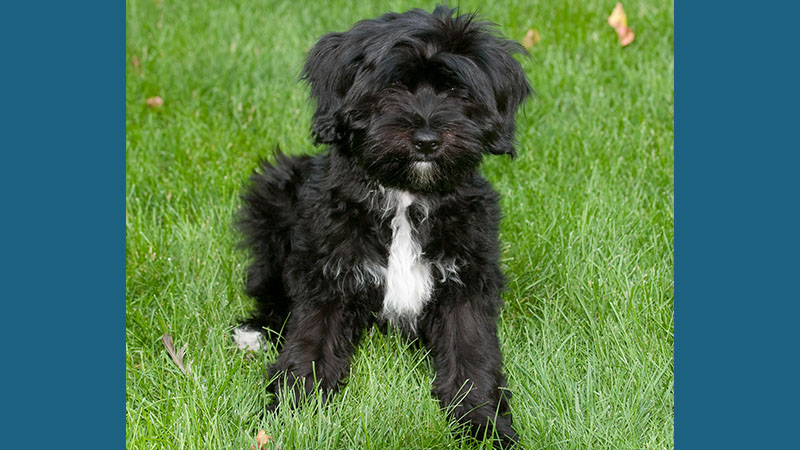 Tibetan Terrier 5