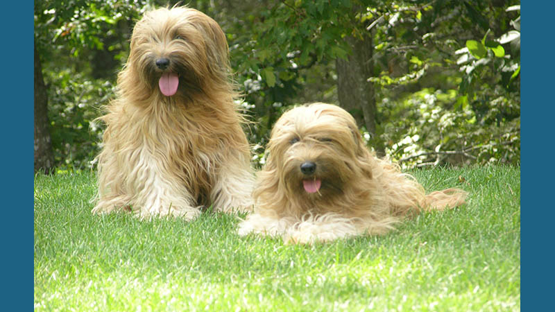 Tibetan Terrier 6