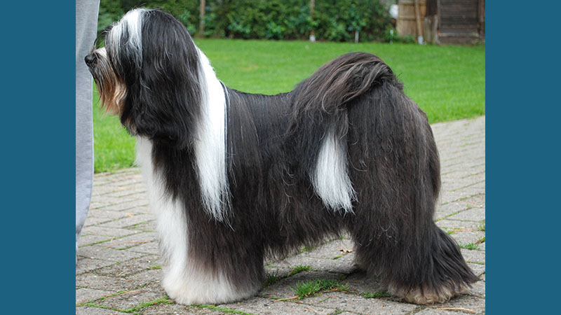 Tibetan Terrier 7