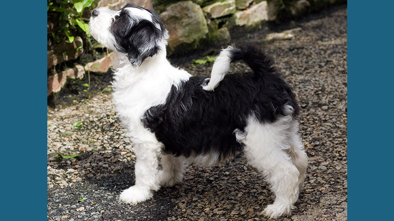 Tibetan Terrier 8