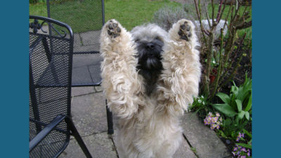 Tibetan Terrier 9