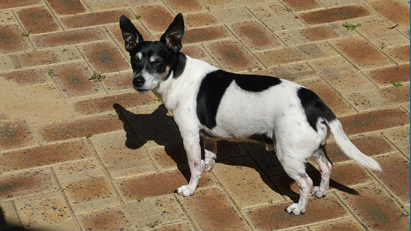 Toy Fox Terrier 1