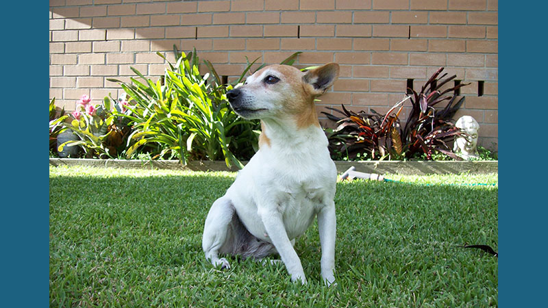 Toy Fox Terrier 2