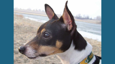 Toy Fox Terrier 3