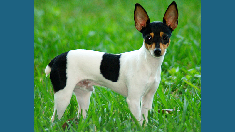 Toy Fox Terrier 4