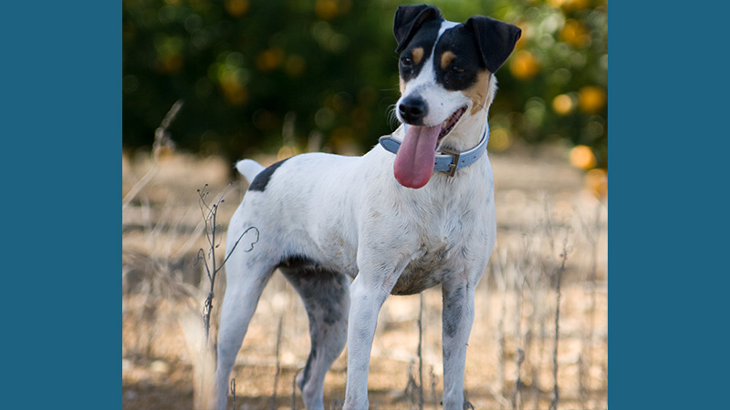 Toy Fox Terrier 5