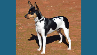 Toy Fox Terrier 6