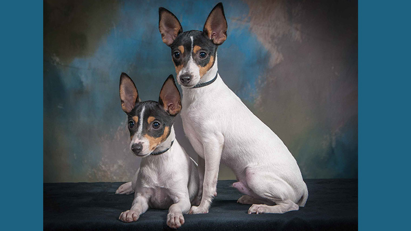 Toy Fox Terrier 7