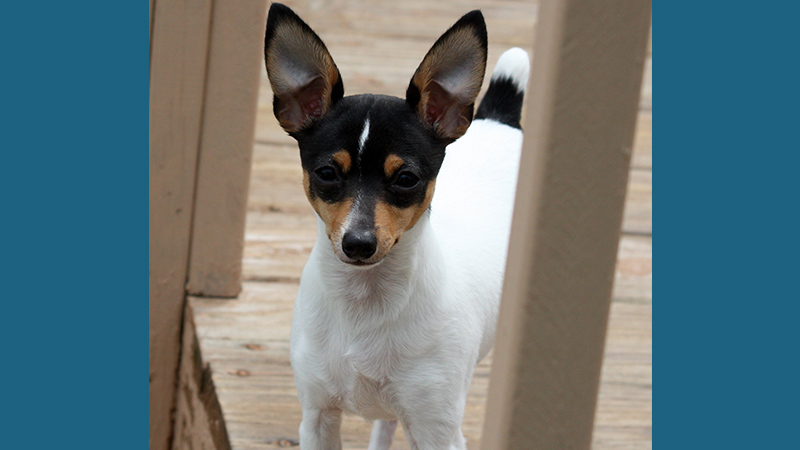 Toy Fox Terrier 8