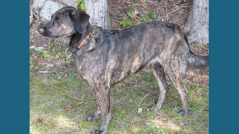 Treeing Tennessee Brindle 2