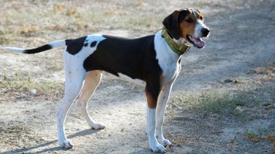 Treeing Walker Coonhound 1