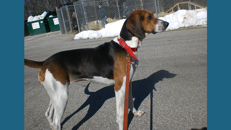 Treeing Walker Coonhound 2