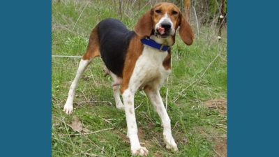 Treeing Walker Coonhound 5