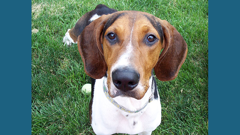 Treeing Walker Coonhound 6