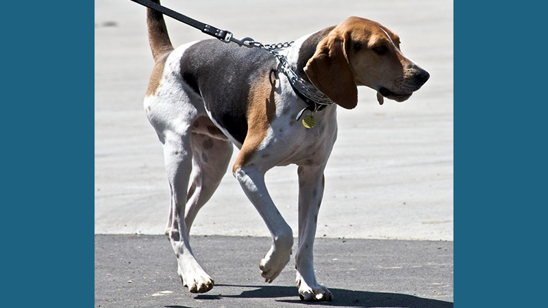 Treeing Walker Coonhound 7