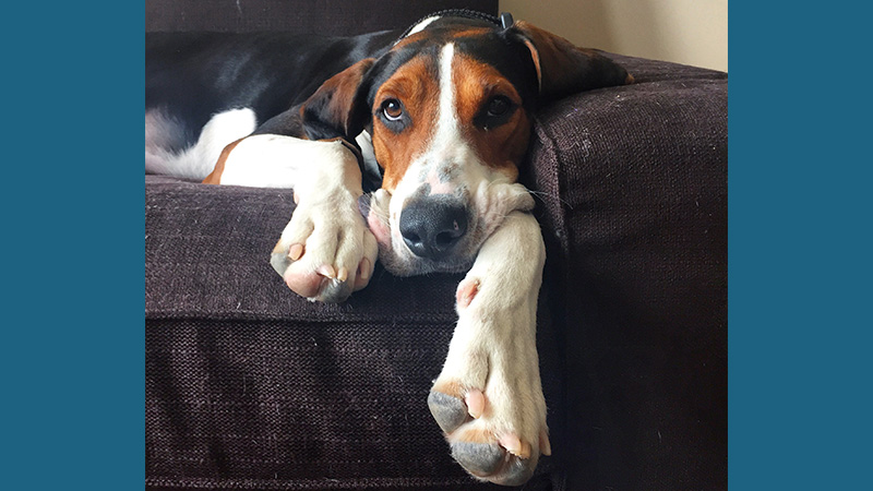 Treeing Walker Coonhound 8