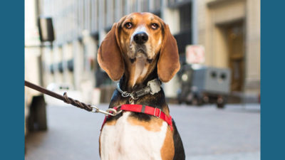 Treeing Walker Coonhound 9