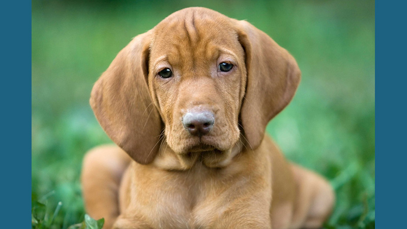 Vizsla 1