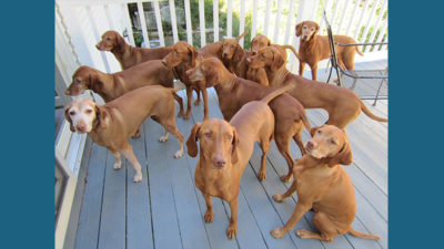 Vizsla 10