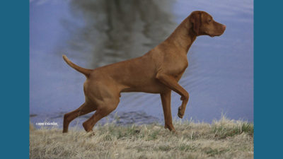 Vizsla 12