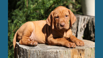 Vizsla 13