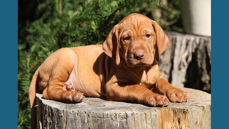 Vizsla 13