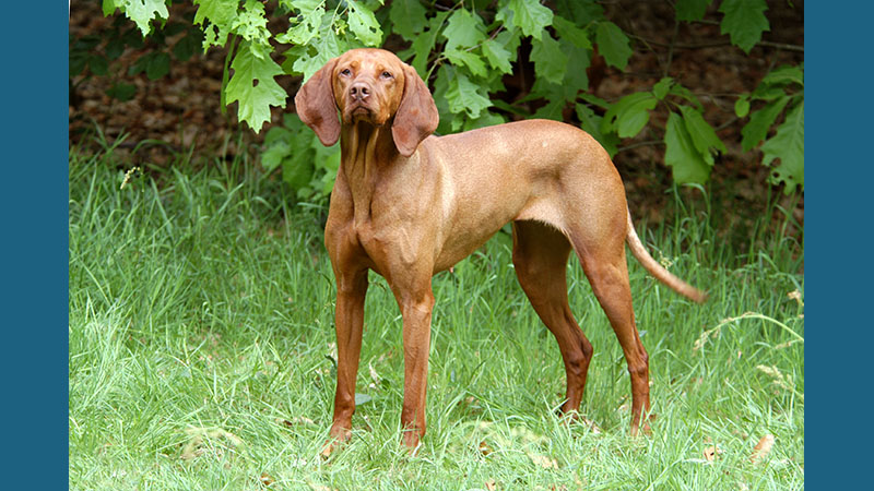 Vizsla 14