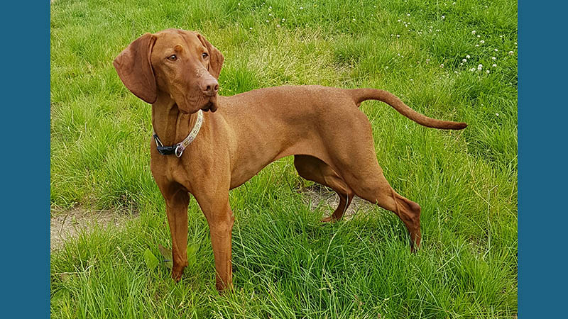 Vizsla 3