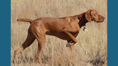 Vizsla 4