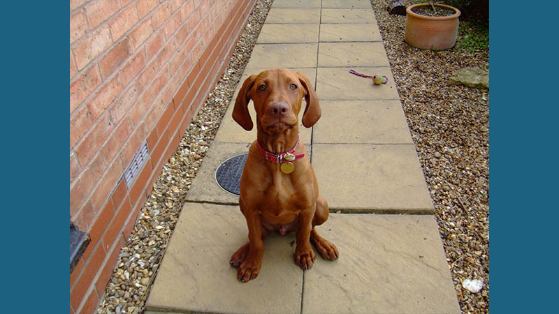 Vizsla 5