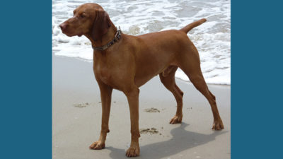 Vizsla 6