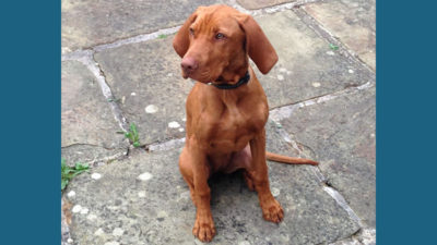 Vizsla 7