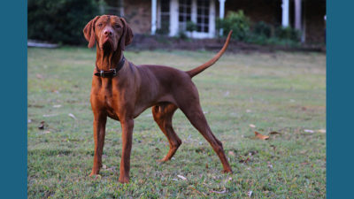 Vizsla 8