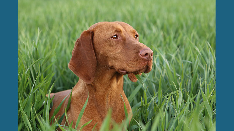 Vizsla 9