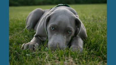 Weimaraner 1