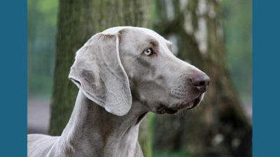 Weimaraner 10