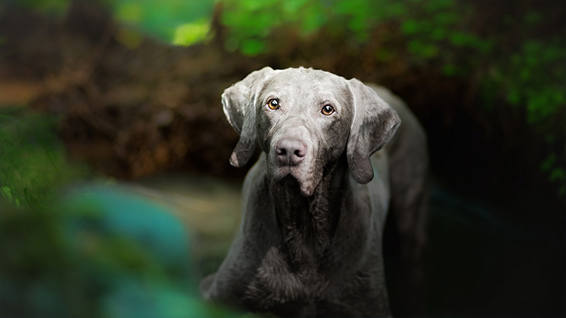 Weimaraner 11