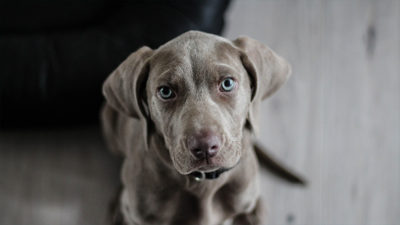 Weimaraner 12