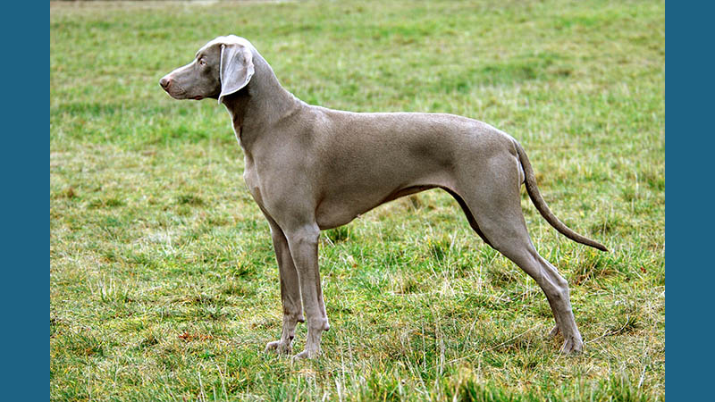 Weimaraner 13