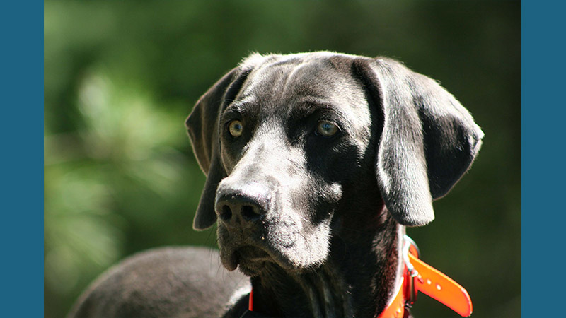 Weimaraner 14