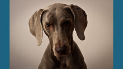 Weimaraner 15