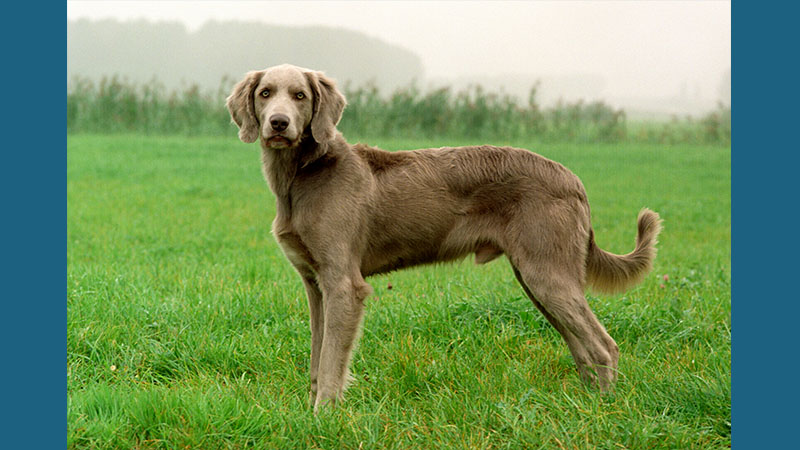 Weimaraner 2