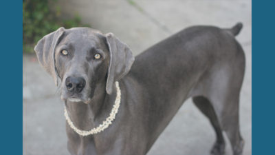 Weimaraner 3