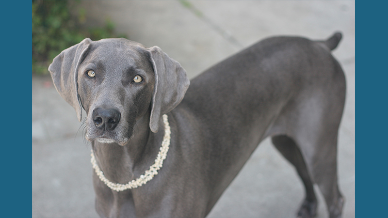 Weimaraner 3