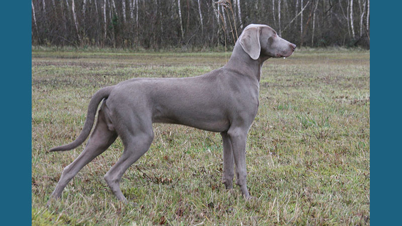 Weimaraner 4