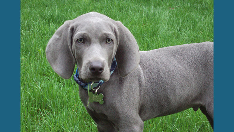 Weimaraner 5