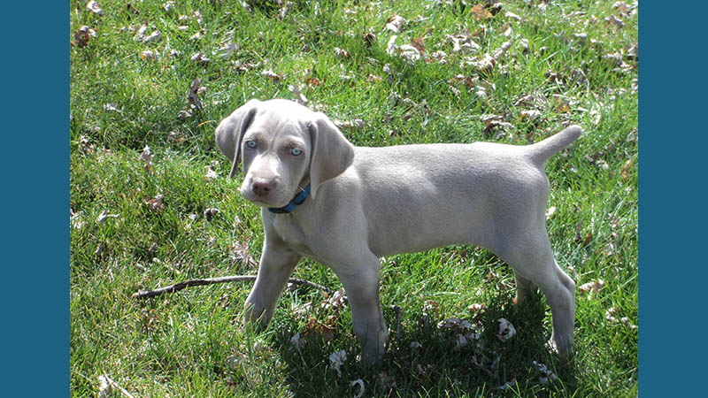 Weimaraner 6