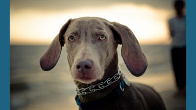 Weimaraner 7